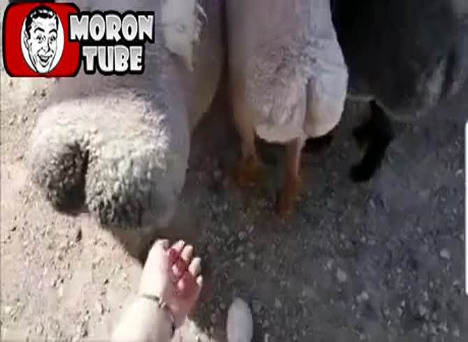 Video :This farmer records his sheep rearing